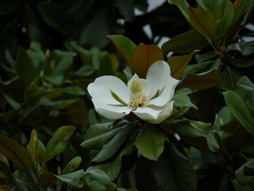 荷花玉兰树姿宏伟,四季常绿,花开形如荷花,气味芬芳,为美丽的庭园