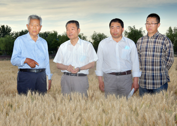 1、 李兴旺在田间听取王辉教授关于小麦新品种选育和推广情况介绍--支勇平摄影.JPG