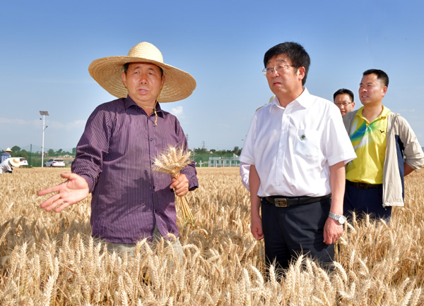 3、吴普特在田间听取吉万全教授小麦育种介绍--支勇平摄影.JPG
