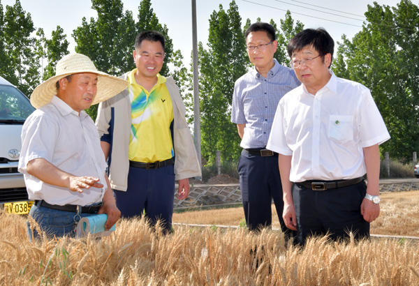 4、吴普特在田间听取闵东红教授小麦育种介绍--支勇平摄影.JPG