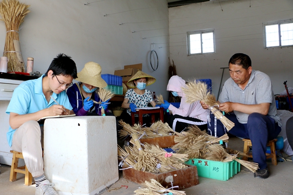 6月14日，李学军教授带着研究生在库房做小麦穗部形状调查_副本.jpg