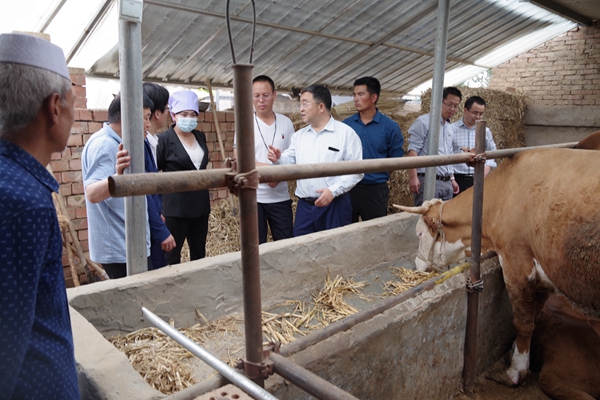 在海原县三河镇富陵村肉牛养殖户开展调研指导_副本.jpg
