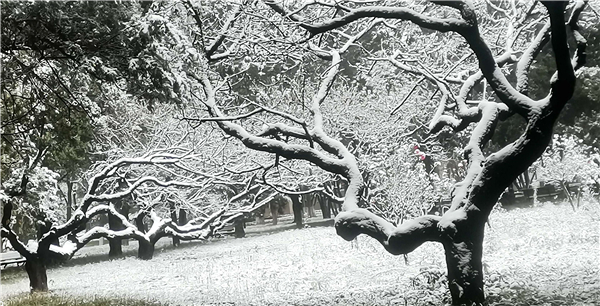 QQ图片20201126180906_WPS图片.jpg