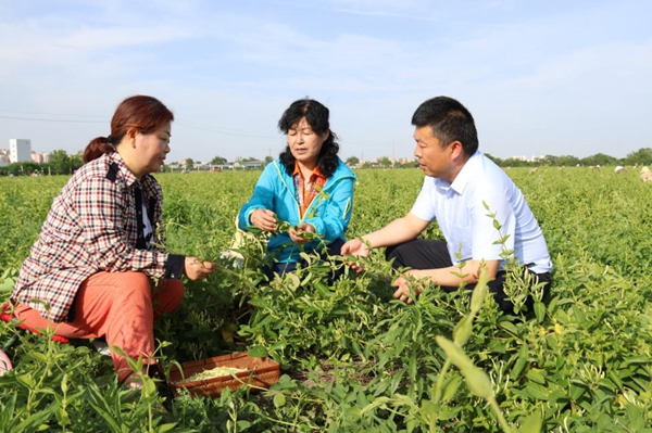 王渭玲指导金银花采收技术_副本.jpg