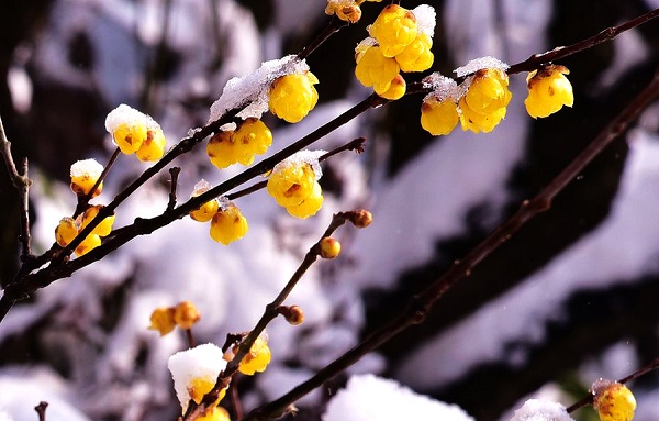傲雪蜡梅图.jpg
