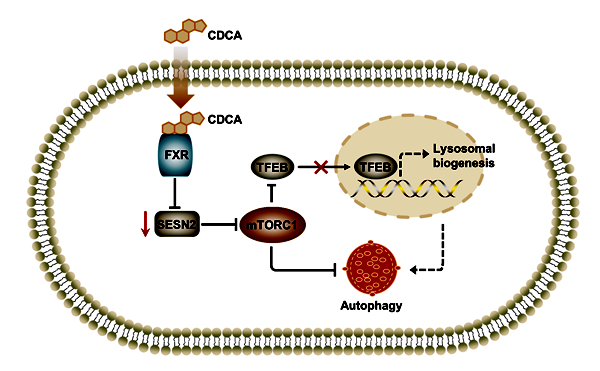 CDCA-FXR-SESN2介导的mTORC1通路激活及其在自噬中的作用机制_副本.png