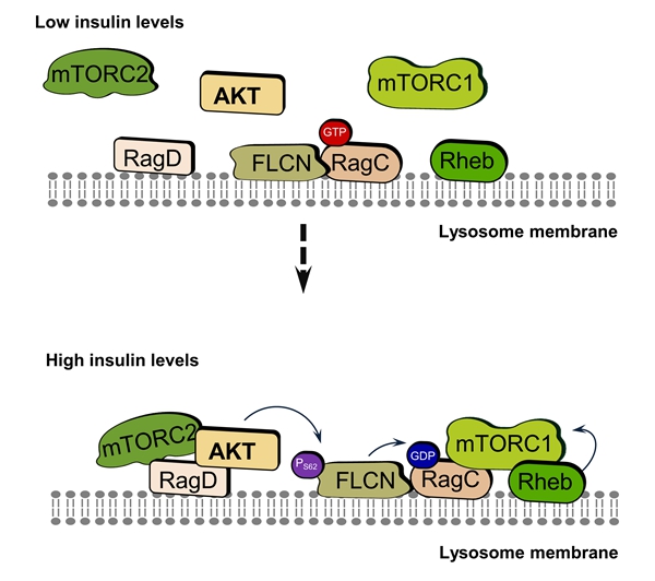 图4  FLCN磷酸化在胰岛素介导的mTORC1激活中的作用_副本.jpg
