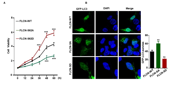 图3  FLCN的磷酸化调控肠上皮细胞的增殖和自噬_副本.jpg