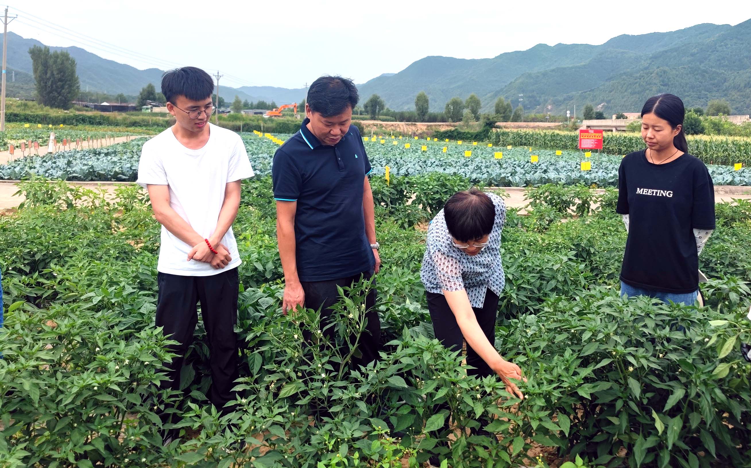 2023年8月18日，导师陈儒钢教授（左二）与太白蔬菜试验示范站站长惠麦侠研究员（右二）在查看陈朗种植的辣椒.JPG