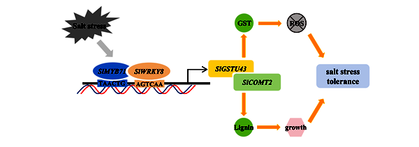 图2 SlGSTU43调节番茄耐盐性的机制_副本.png