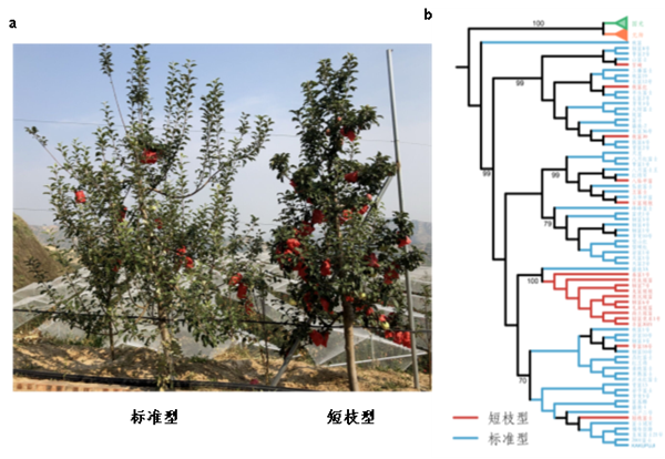 图2 a 富士短枝型芽变和标准型树体观察；b 富士芽变品种的系统发育树_副本.png