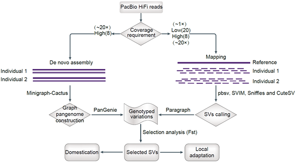 图1 山羊基因组结构变异检测流程  .png