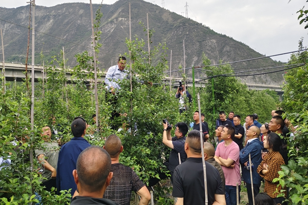 赵政阳教授在树上开展修剪示范_副本.jpg