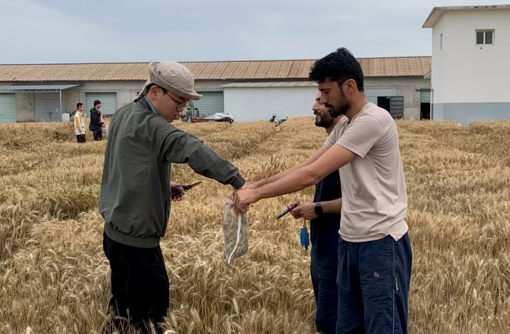 我和巴铁一起取穗.jpg