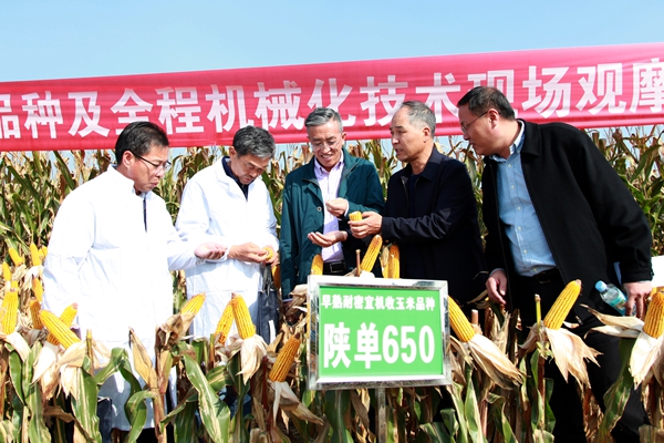薛吉全教授（右二）向国家玉米产业技术体系机械化研究室主任张东兴教授（左二）等介绍玉米籽粒直收品种“陕单650”选育情况_副本.jpg