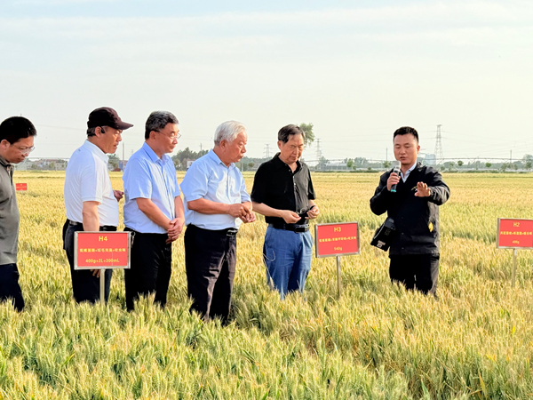 康振生院士（右二）在郑州参加小麦茎基腐综合防治现场会_副本.jpg