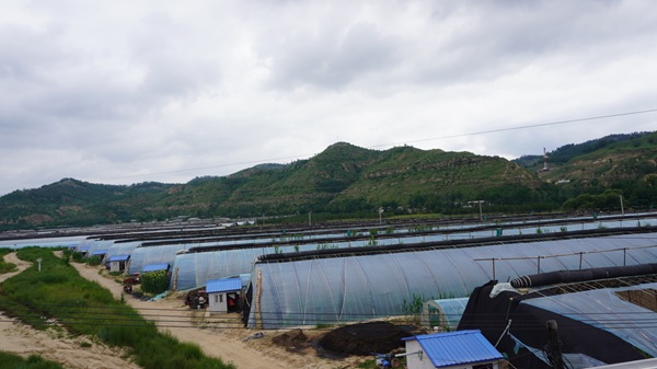 枣湾村大棚.jpg