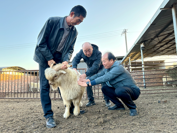 陈玉林、张恩平在察看养殖户马如意的羊子长长势.png