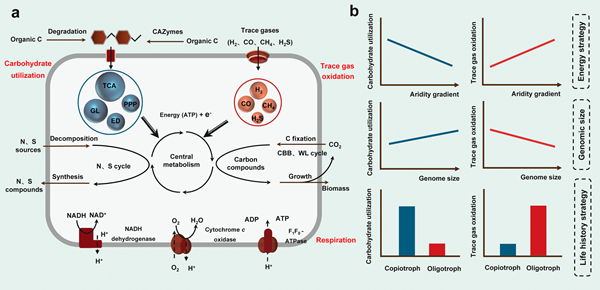 图1 自然干旱梯度上土壤微生物生态进化策略的概念模型_副本.png