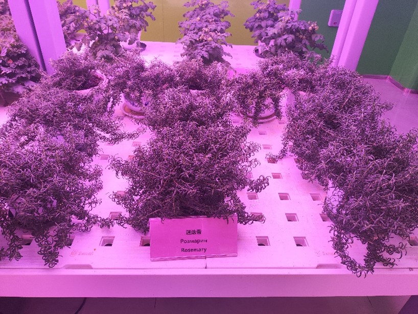 培养中的迷迭香.jpg