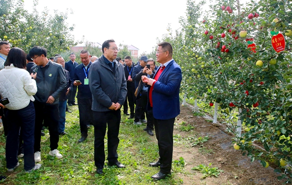 黄思光书记在白水苹果试验站果园里听取赵政阳教授关于三瑞苹果推广的工作汇报_副本.jpg