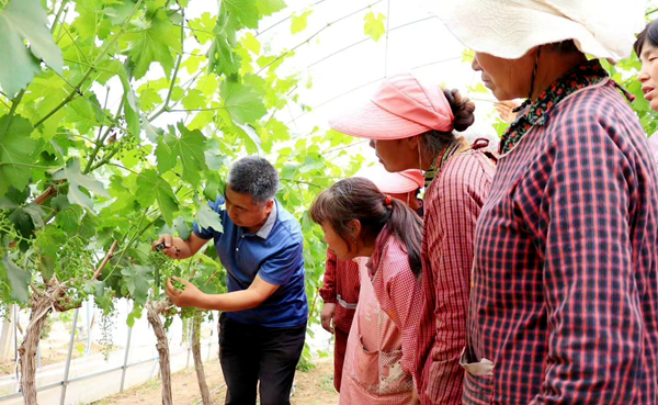 专家助力团讲解葡萄种植技术_副本.jpg