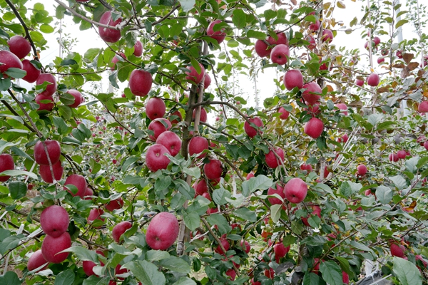 茂县种植的瑞阳苹果瑞香红果个增大、风味更浓_副本.jpg