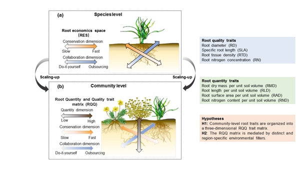 图 根系性状空间：从二维“经济空间”到三维“数量-质量”性状框架的转变_副本.jpg