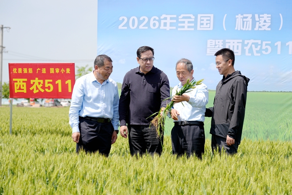 01黄思光听取吉万全教授”西农511“品种选育推广情况介绍_副本.jpg