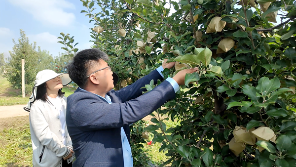 团队成员王辉正在示范秦冠苹果的解袋技术_副本.png