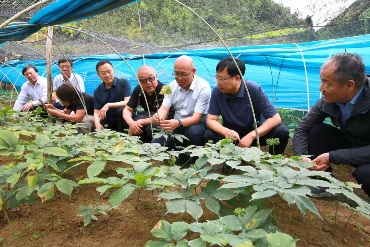在留坝县留侯镇桃园铺村一处西洋参种植重茬地里,胡小平(右三)向专家们介绍其团队技术应用成果.jpg